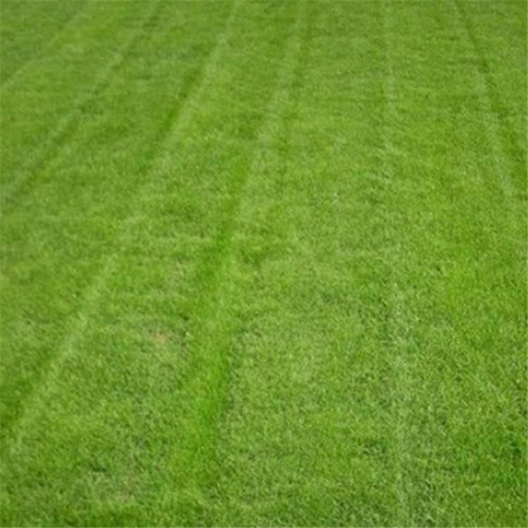 四季草坪石家庄厂家批发