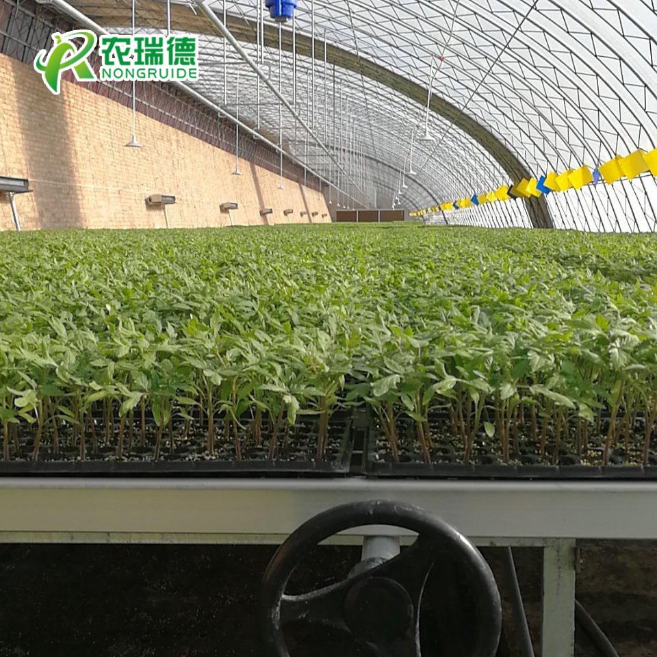 可定做蔬菜穴盘育苗机新型育苗播种机源头厂家