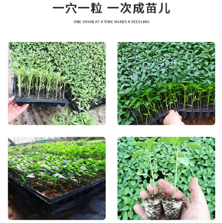 育苗播种机哪家好 蔬菜花卉育苗机 自动化穴盘播种机优惠价格