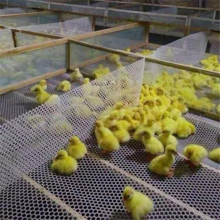 宜春养鸭用的塑料网床育雏网多大孔塑料胶网片厂家直销