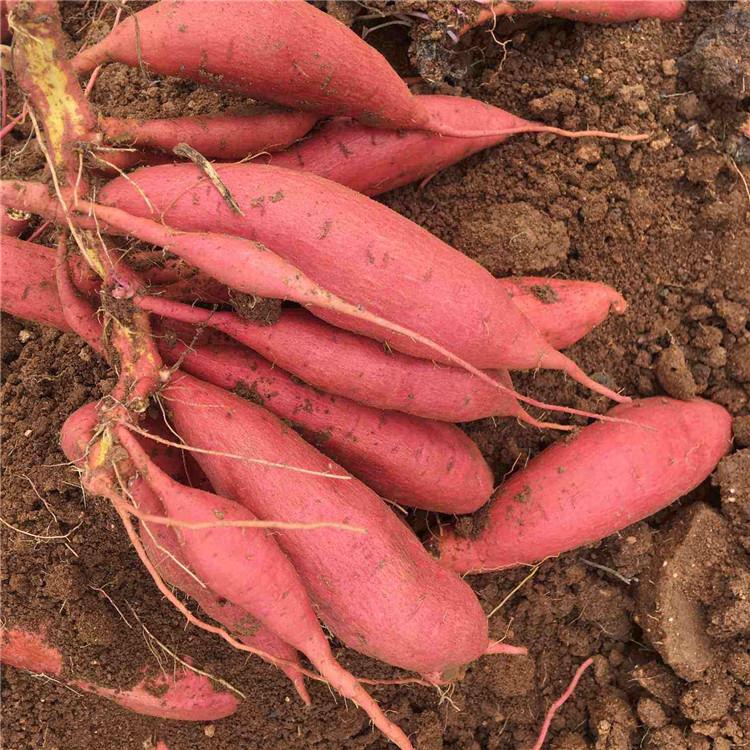 烟薯25号口感软糯 农家沙地烟薯批发价格