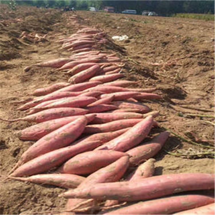 烟薯25号 基地种植高品质烟薯厂家