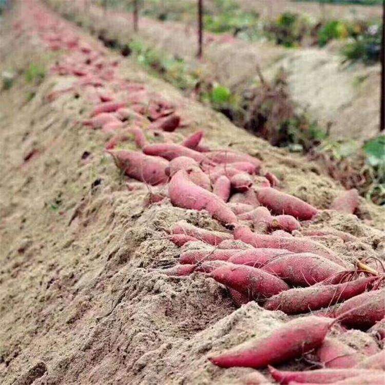 红薯西瓜红 现挖现发 厂家直供西瓜红价格