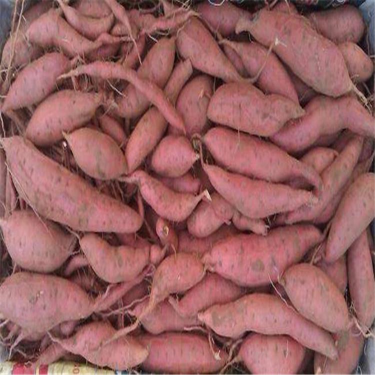 自家栽种烟薯 有机健康烟薯西瓜红