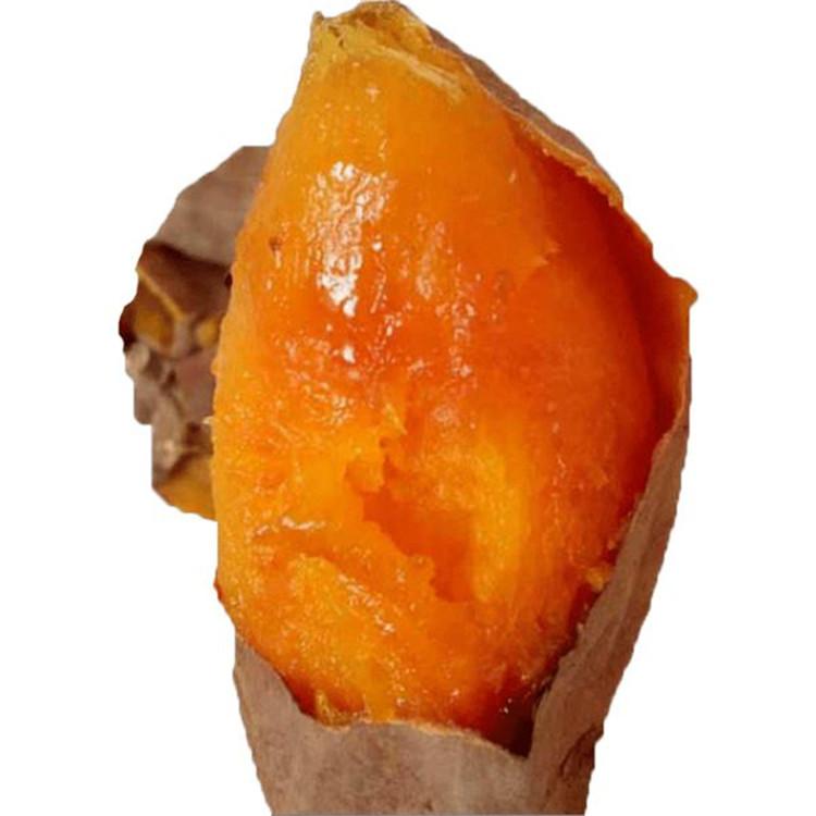 烟薯地瓜种植 西瓜红烟薯25号厂家