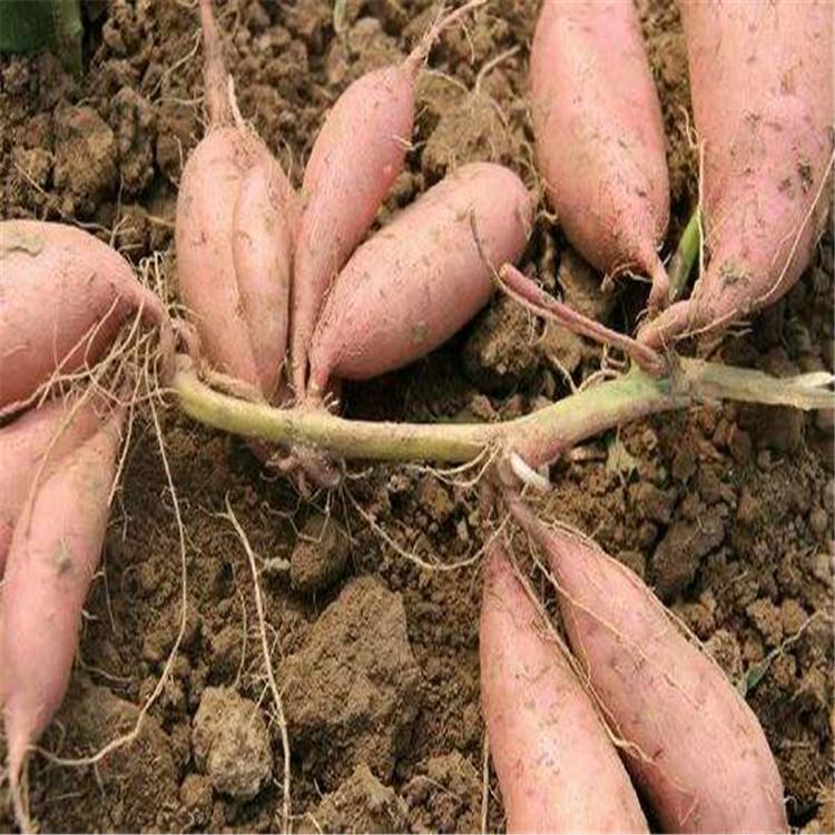 产地直销新鲜烟薯 红皮烟薯大量批发