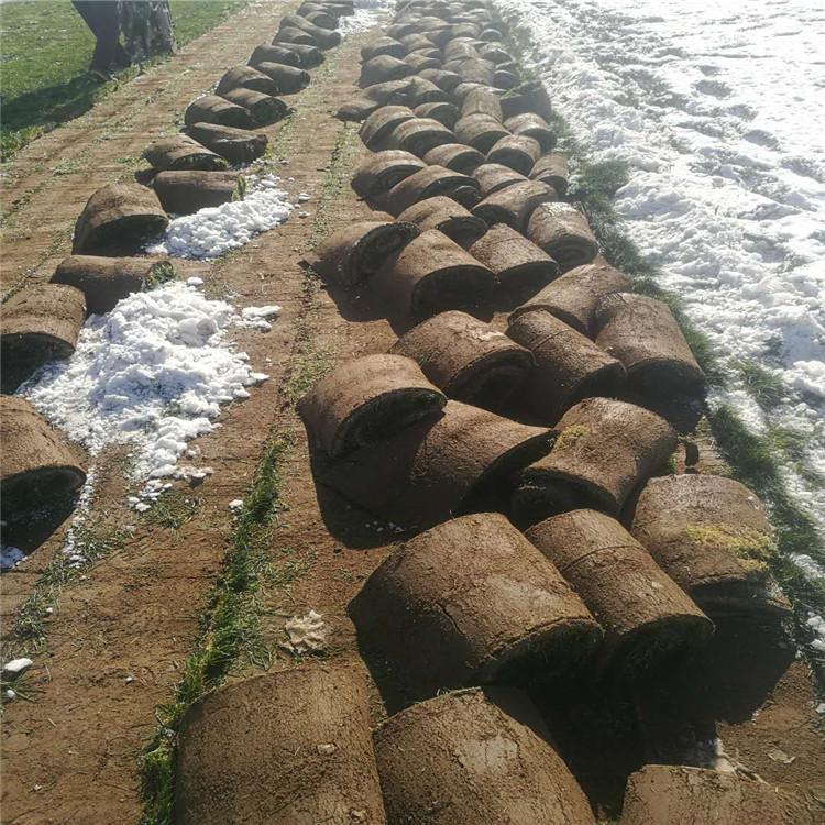 黑麦草草坪现货供应