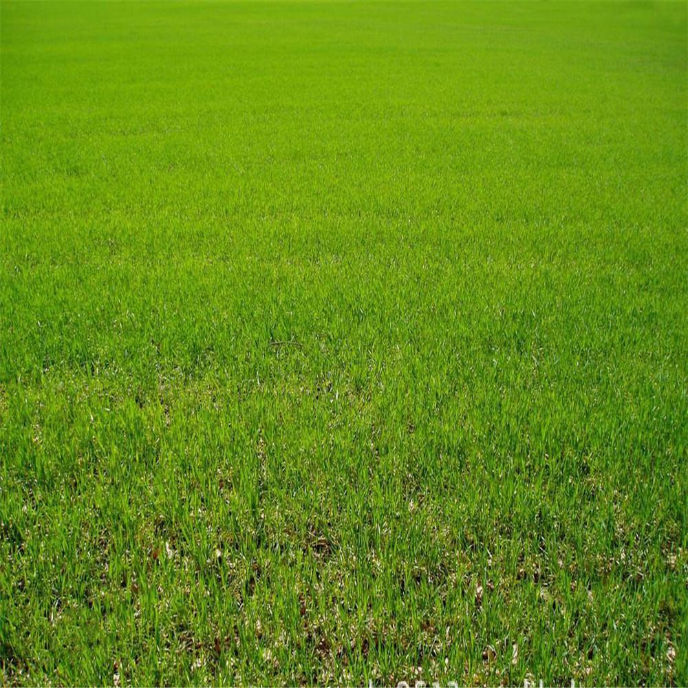 栾城区鑫绿草坪种植基地-万花筒优品