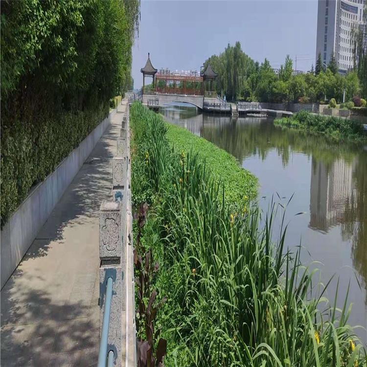 绿景 丽江荷花浮岛加工定制 荷花浮岛加工定制