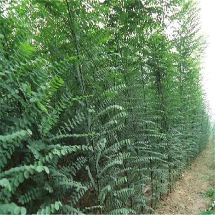 出售各种规格国槐 国槐苗品种优良 国槐苗木