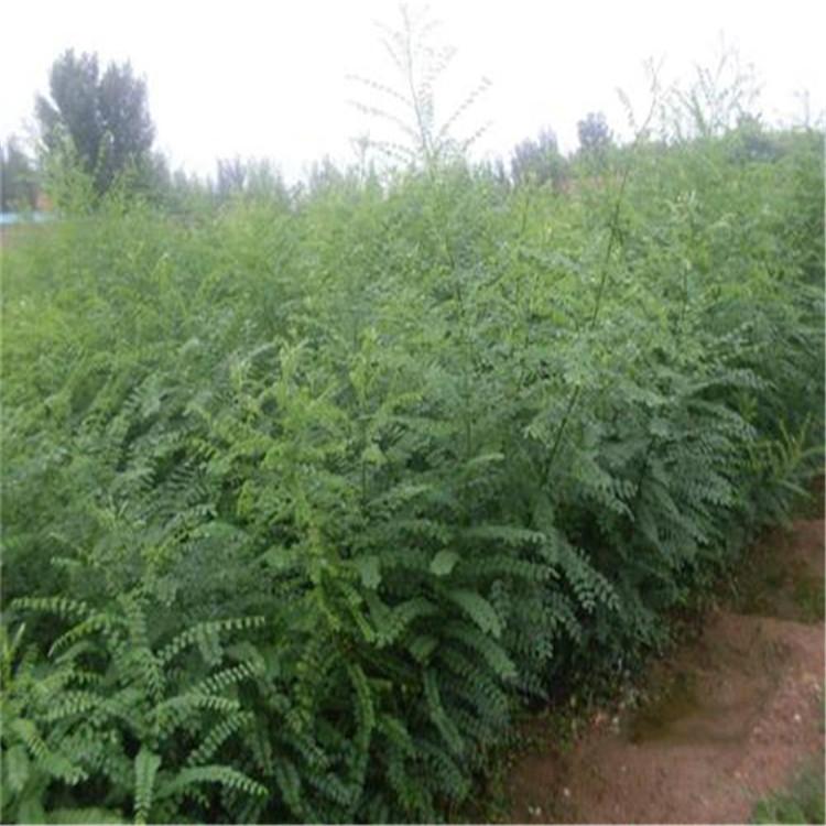 出售各种规格国槐苗 国槐小苗 国槐苗