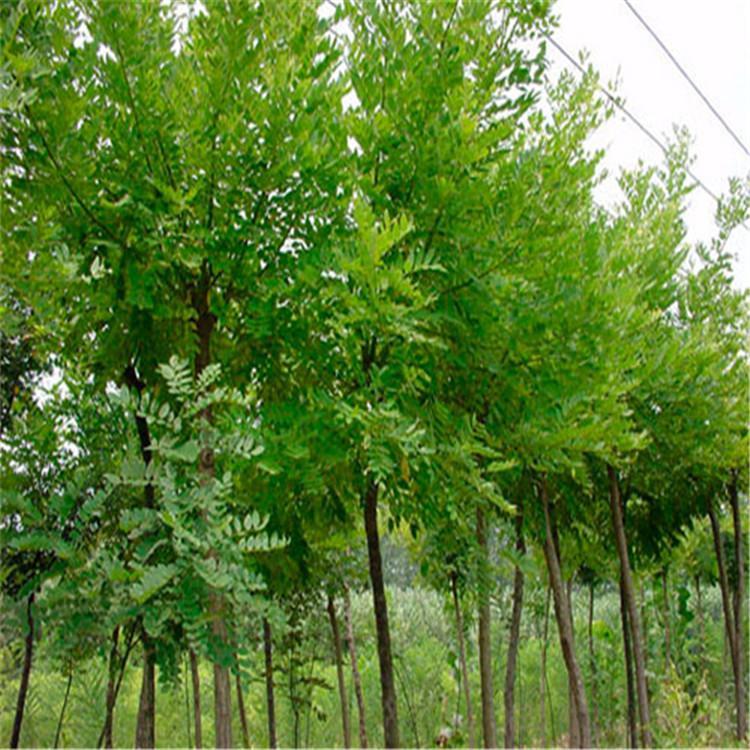 出售各种规格国槐 国槐苗品种优良 国槐苗木