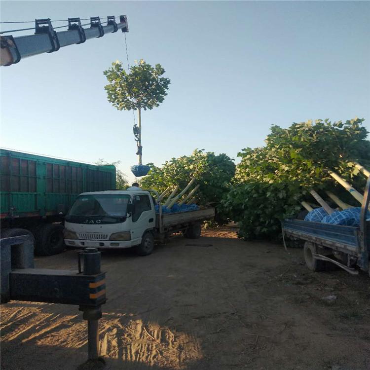 法桐 常绿法桐 精品法桐树苗 厂家现货 苗圃基地