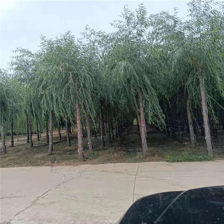 金丝垂柳 现货供应垂柳 供应金丝垂柳 精品垂柳