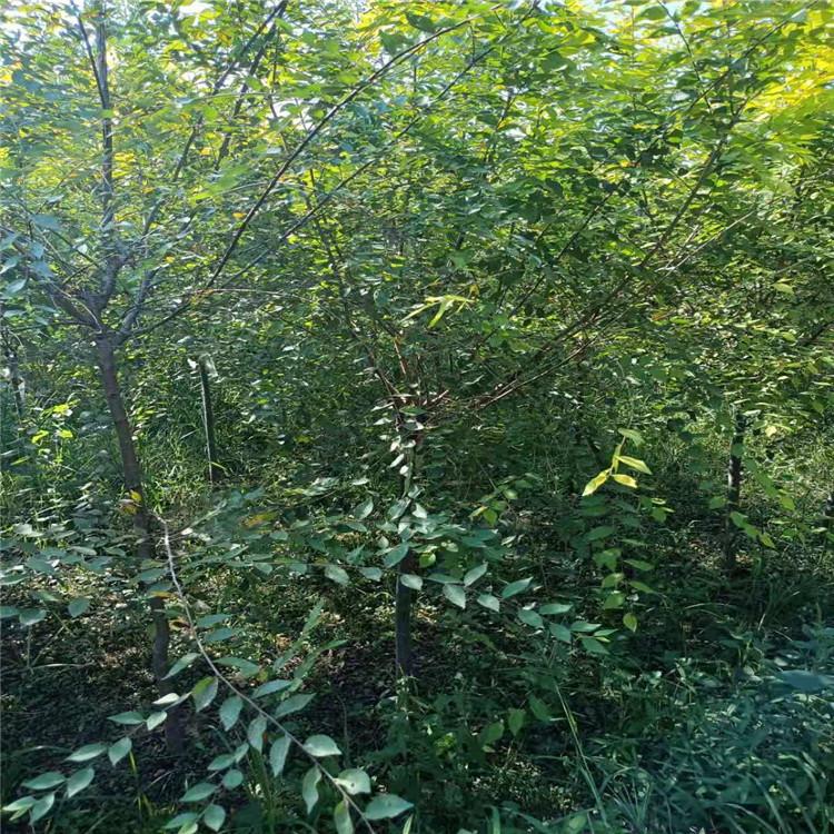 金叶榆 基地批发优质金叶榆树苗 金叶榆批发