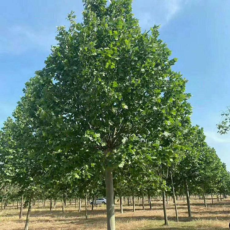 长期出售 15公分法桐 绿化苗木法桐带土球 法桐批发