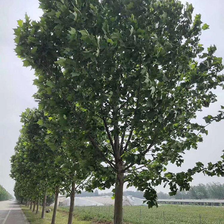 法桐 常绿法桐 精品法桐树苗 厂家现货 苗圃基地