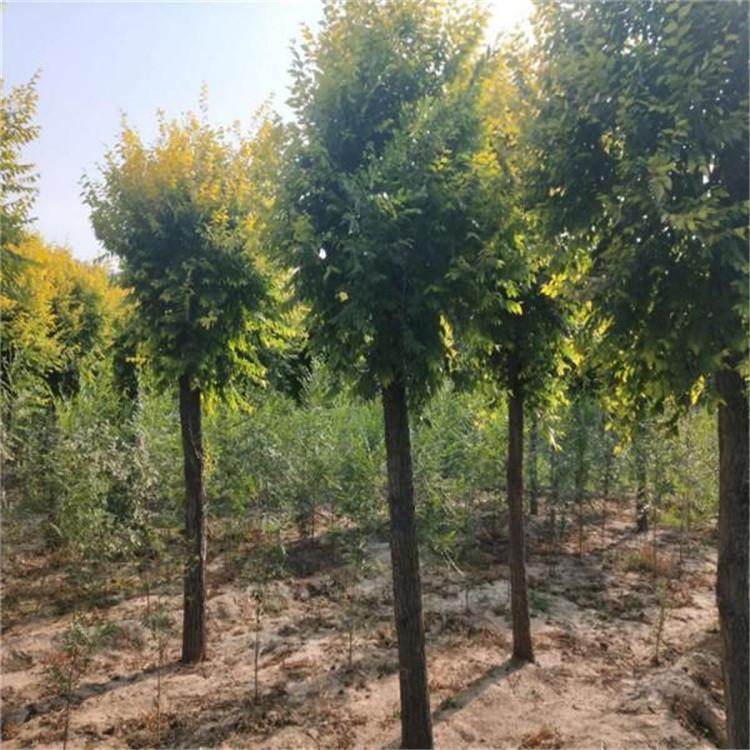 供应金叶榆 金叶榆批发 自产自销 园林绿化 金叶榆