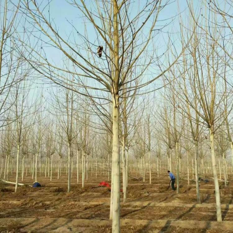 销售 庭院法桐 原生冠法桐 速生法桐 苗圃基地批发