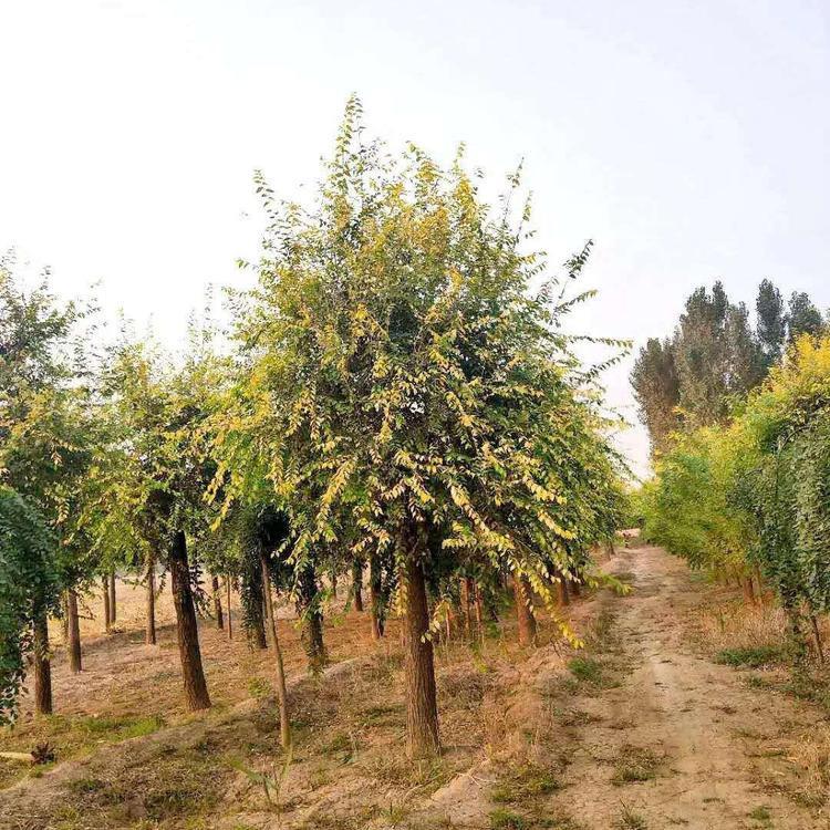 金叶榆树苗 工程绿化金叶榆树苗 现货批发 兰欢园林