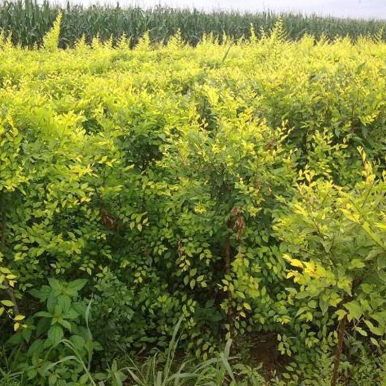 批发金叶榆 工程绿化金叶榆树苗 彩叶树木行道树金叶榆