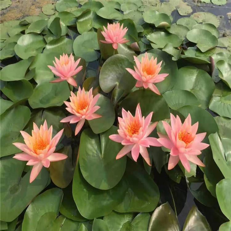 耐寒睡莲 种苗耐寒睡莲种子耐寒睡莲基地现货供应