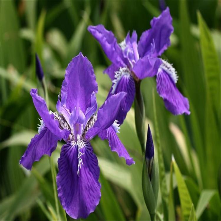 水生鸢尾 耐寒水生植物鸢尾 工程绿化 优质鸢尾