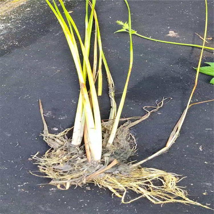 香蒲水生植物供应 河道绿化专用香蒲