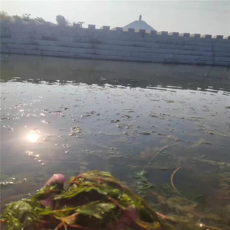 狐尾藻 沉水植物 水生植物批发 厂家现货 沉水植物批发