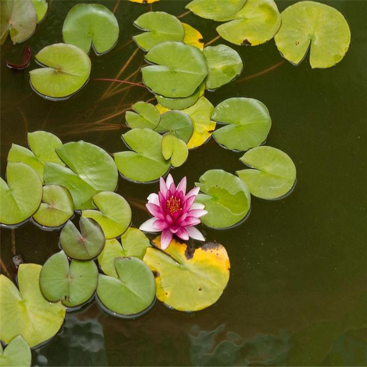 睡莲苗基地 耐寒睡莲 睡莲苗基地批发