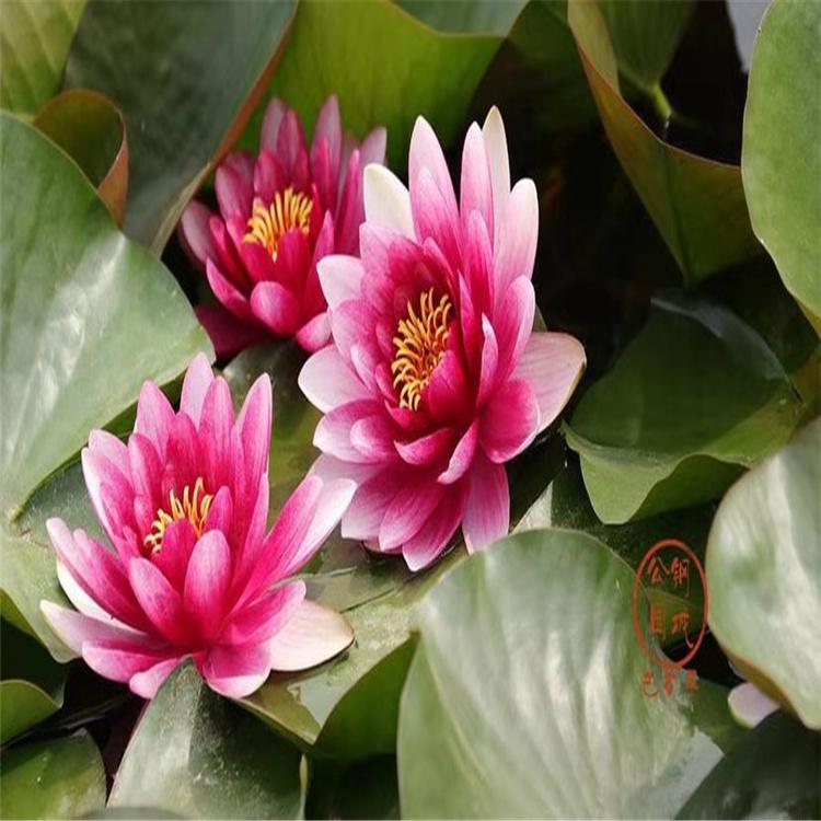 睡莲苗 睡莲种子 耐寒睡莲基地 精品睡莲