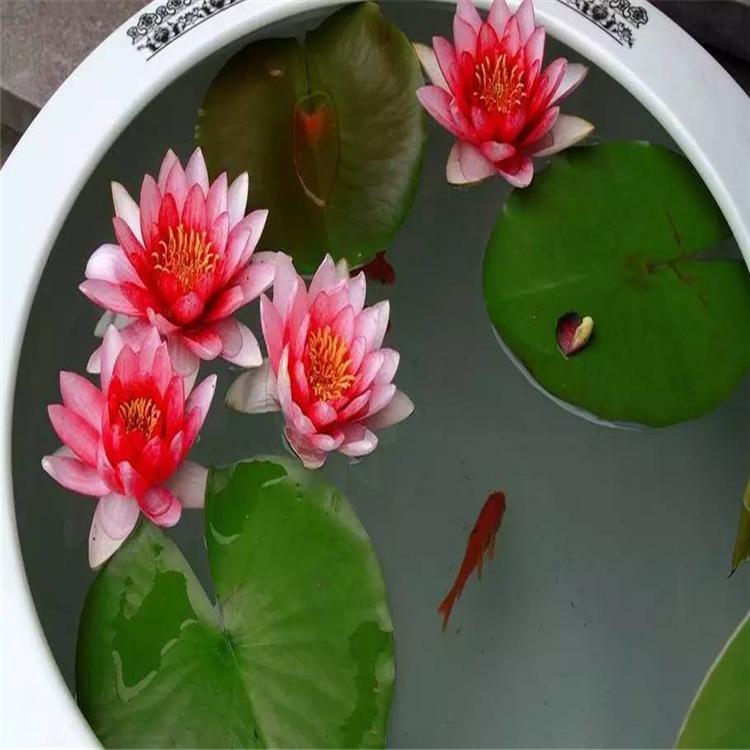 基地直销睡莲苗 净化水质 品齐全 量大从优湿地公园别墅景观