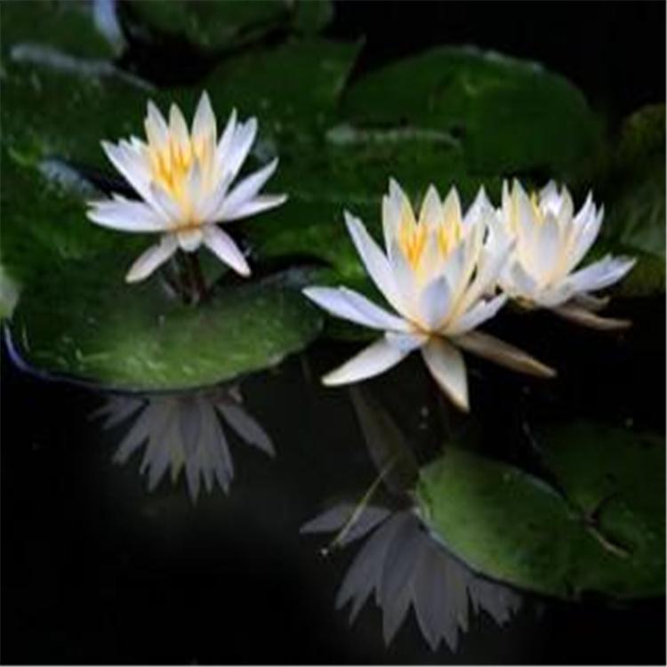 工程园林绿化睡莲苗 盆栽睡莲苗 长期出售