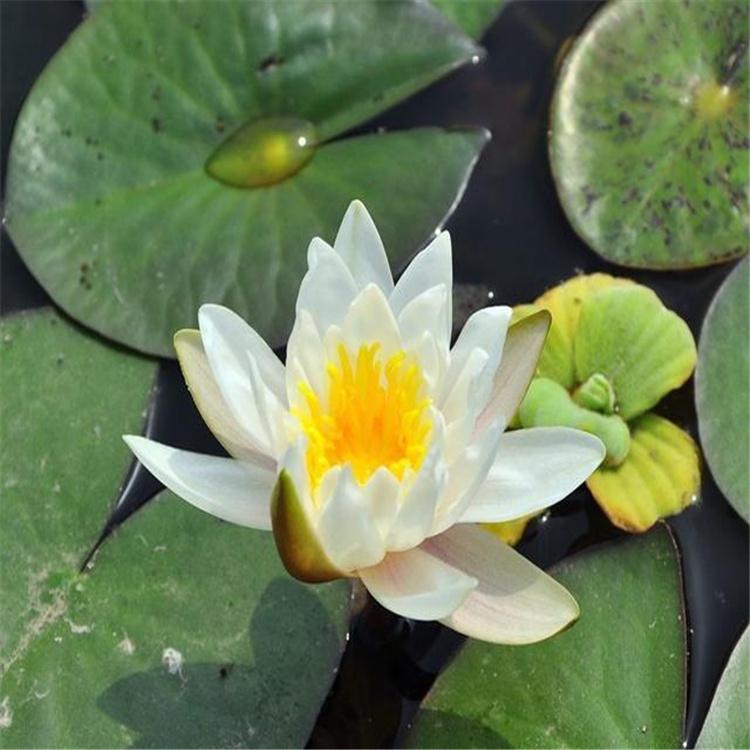 精品睡莲苗 水生湿地 睡莲 颜色齐全 睡莲批发