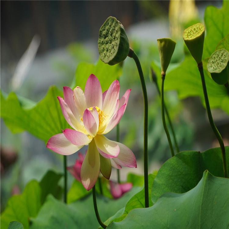 睡莲苗 绿化用睡莲苗供应商 睡莲苗批发价格