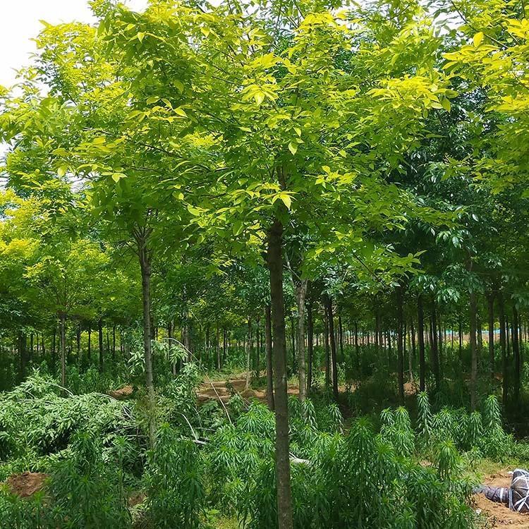 金叶白蜡 落叶乔木 高10-15米 枝叶稠密 树形优美 嫩叶金黄