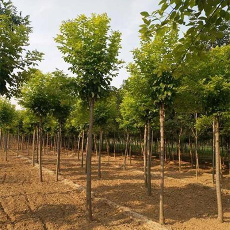 白蜡 8公分高杆 绿化造型树木 株高0.85m 易种植
