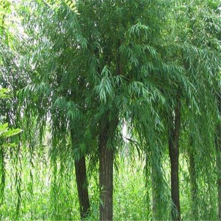 苗木种植基地10公分 15公分 18公分平头速生柳