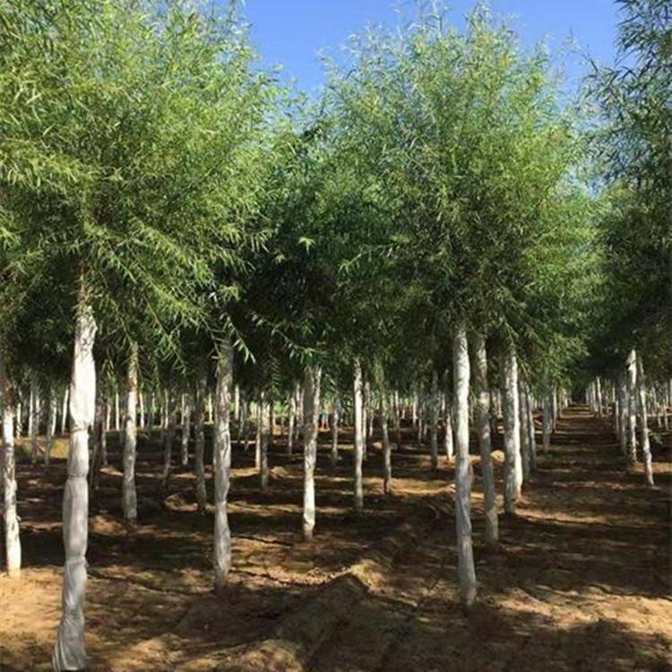 柳树种植基地 常年出圃 3到18公分青皮垂柳 嫁接金丝柳