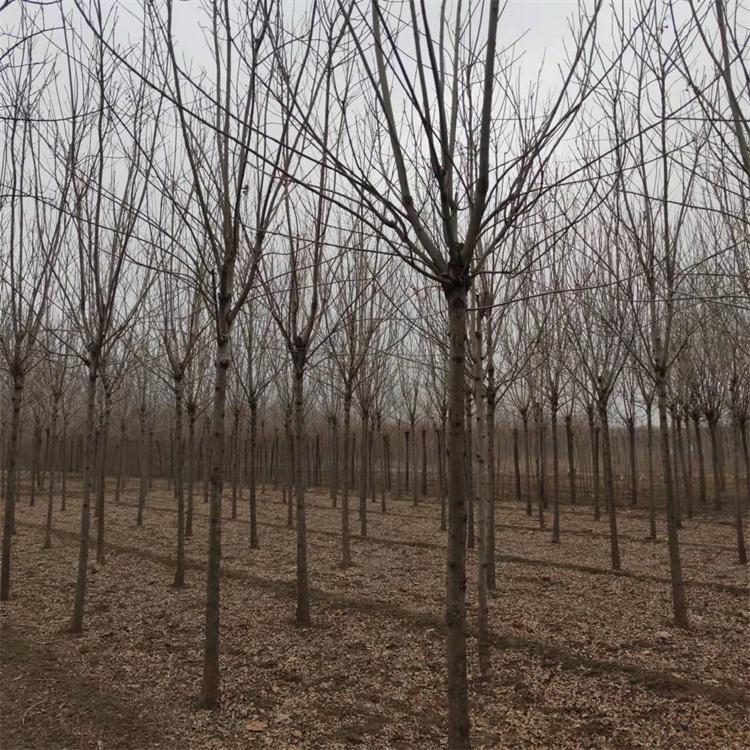 18公分园林绿化速生白蜡 行道白蜡树 外形美观