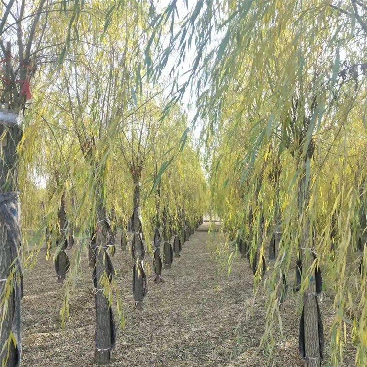 苗木种植基地精品金丝柳 黄柳6公分7公分10公分金丝垂柳土球