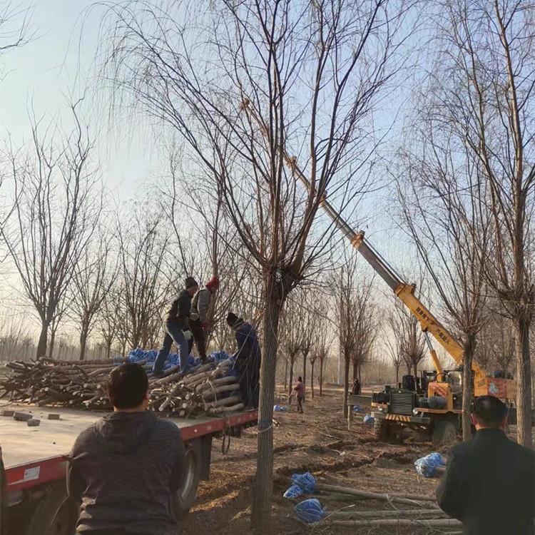 小区街道风景园林观赏垂柳 适应性强 枝叶茂盛 利锦