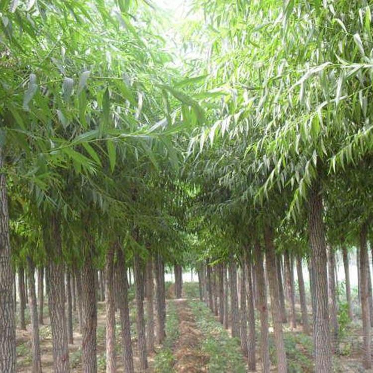 速生柳垂柳树小苗基地柳树种植10公分15公分速生柳苗