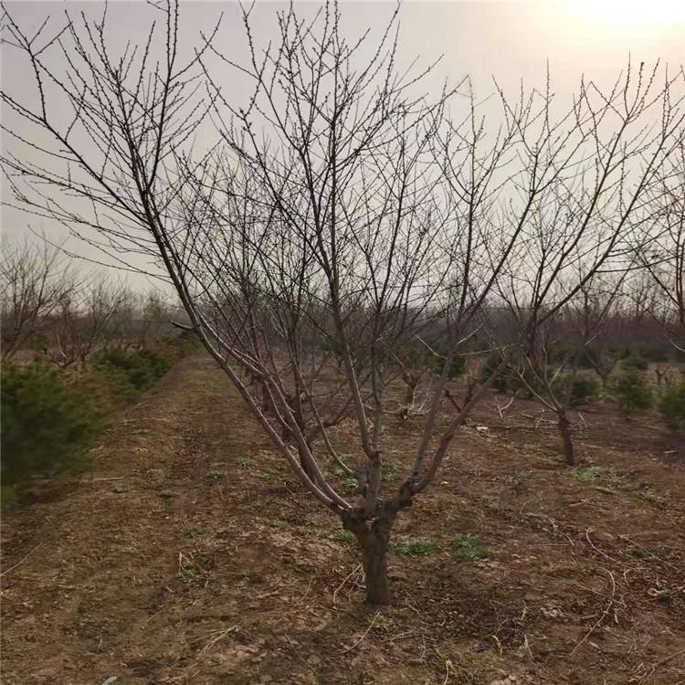 河北基地常年供应碧桃树苗