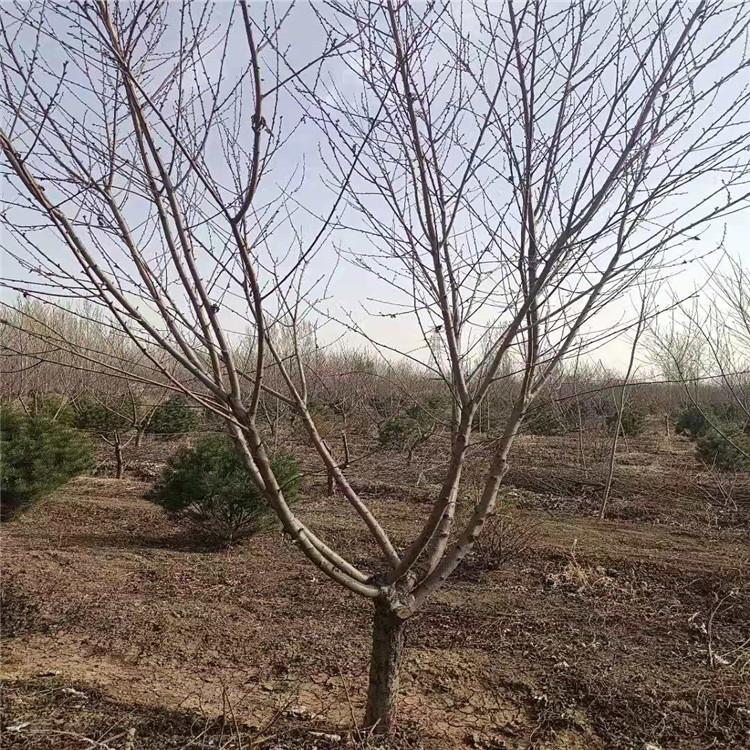 紫叶碧桃    碧桃树苗厂家 批发价格