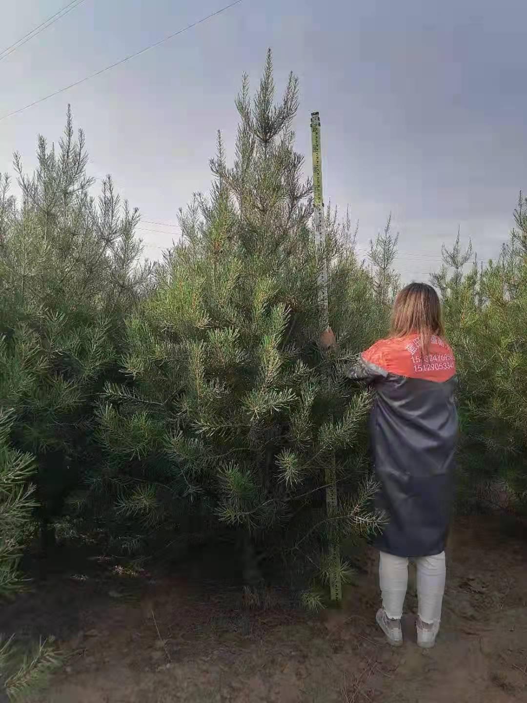 河北白皮松  白皮松树苗