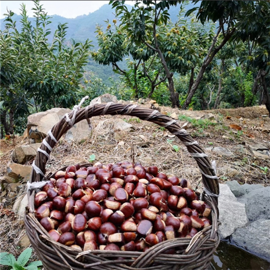 西下营板栗 河北省遵化市西下营满族乡特产 国家农业部农产品地理标志 板栗批发基地