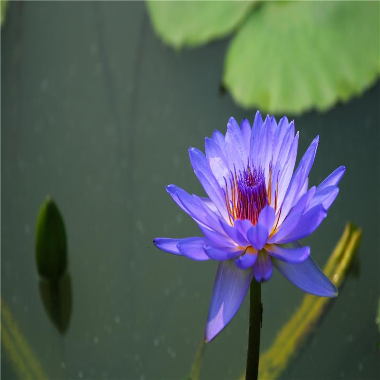 水生植物睡莲苗直供睡莲苗出售