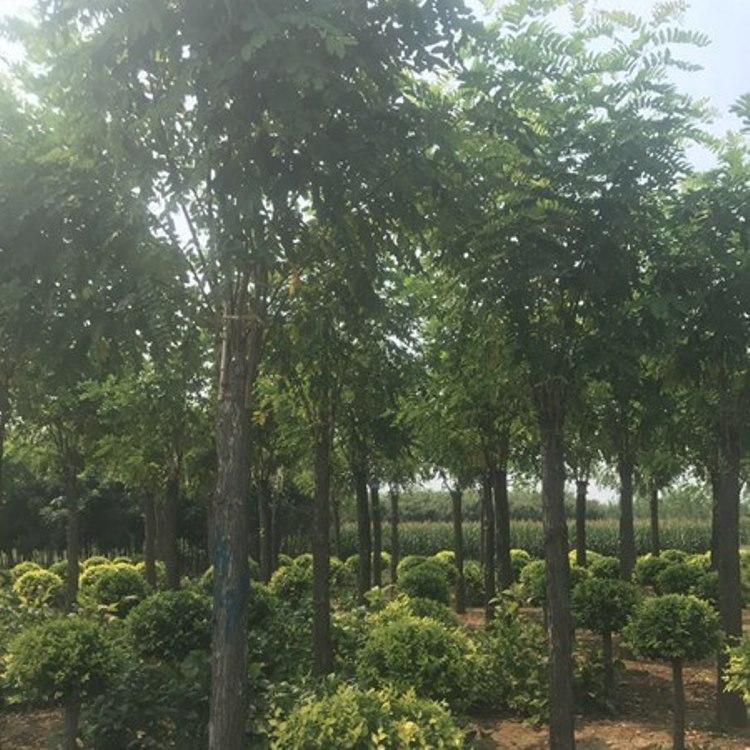 国槐 国槐树苗 金枝国槐精选厂家 厂家直发 