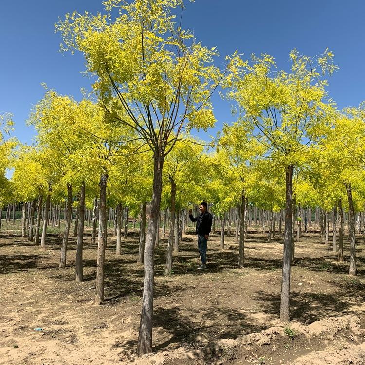 金叶槐价格 金叶槐种植苗圃  金叶槐行道树 22公分金叶槐价格批发